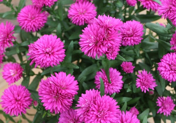 Aster novi-belgii  Mystery Lady Maggie