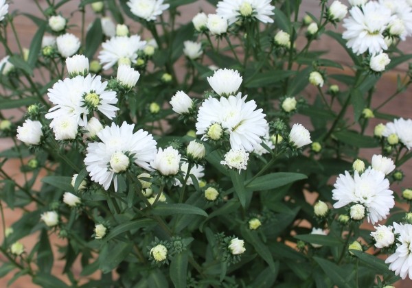 Aster novi-belgii Mystery Lady Michelle