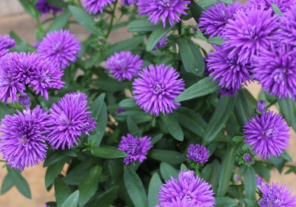 Aster novi-belgii Mystery Lady Nicole
