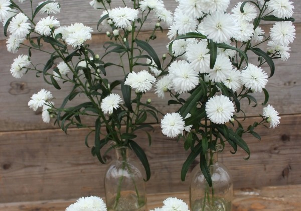 Aster novi-belgii Mystery Lady Ashley