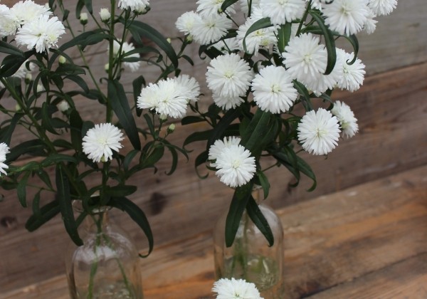 Aster novi-belgii Mystery Lady Ashley