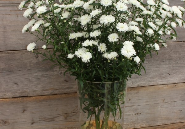 Aster novi-belgii Mystery Lady Ashley