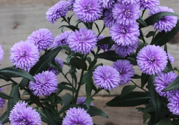 Aster novi-belgii Mystery Lady Kate
