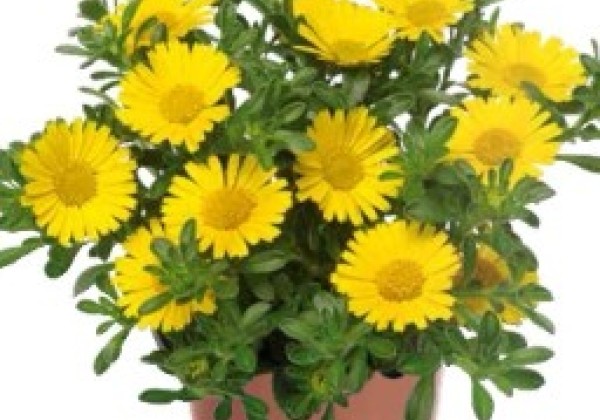 Asteriscus Sun Salutation