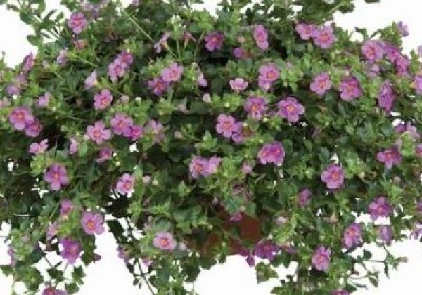 Sutera cordata Great Pink Beauty