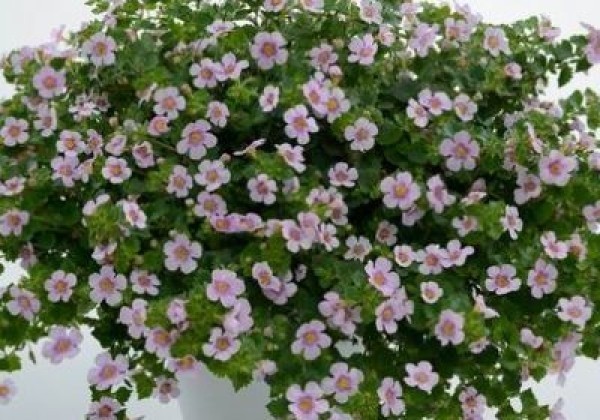 Sutera cordata Gulliver Pink Heart