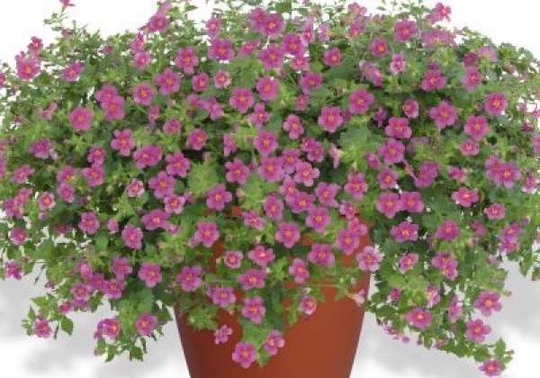 Bacopa Scopia Gulliver Compact Rosa  (12 cm)