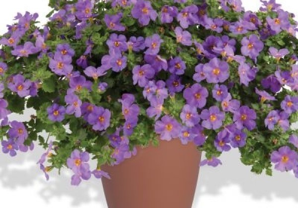 Bacopa Scopia Gulliver Compact Purple (12 cm)