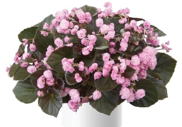 Begonia semperflorens Doublet Pink