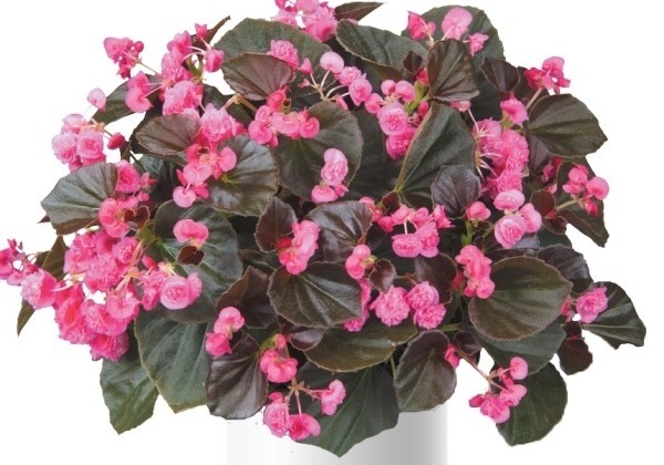 Begonia semperflorens Doublet Rose