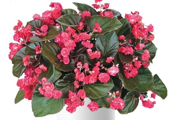 Begonia semperflorens Doublet Red