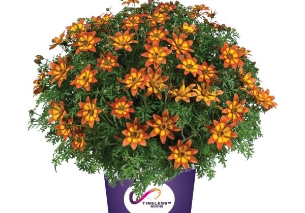 Bidens ferulifolia Blazing Embers (12 cm)