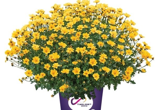 Bidens ferulifolia Golden Empire