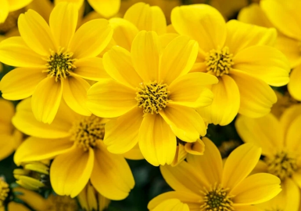 Bidens ferulifolia Golden Empire
