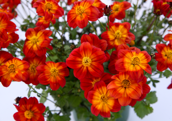 Bidens ferulifolia Blazing Ring of Fire