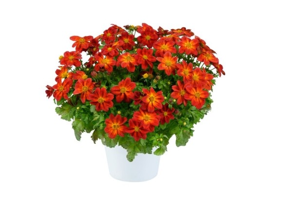 Bidens ferulifolia Blazing Ring of Fire