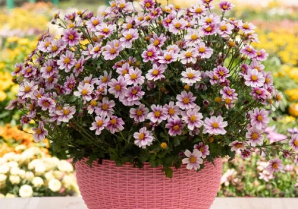 Bidens ferulifolia Pink Treat