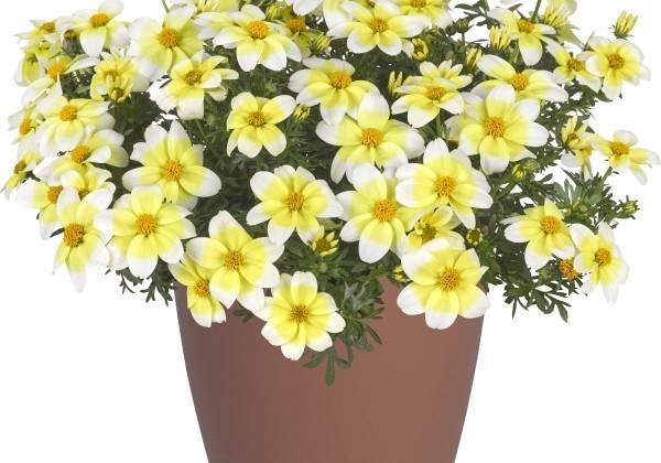 Bidens ferulifolia Goldmoon (12 cm)
