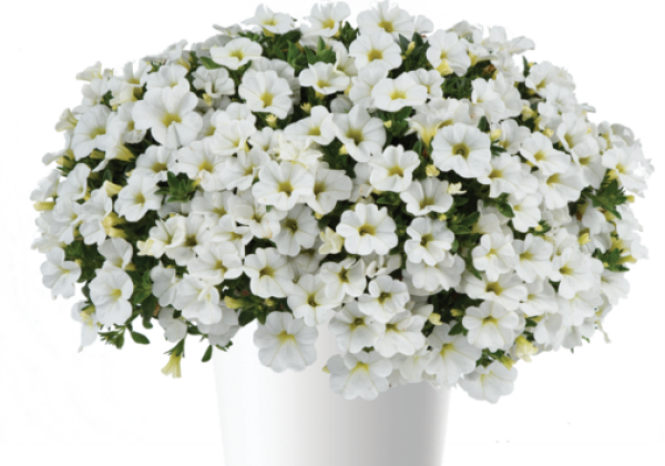 Calibrachoa hybrida Colibri Pure White (12 cm)