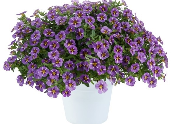 Calibrachoa hybrida Colibri Purple Bling