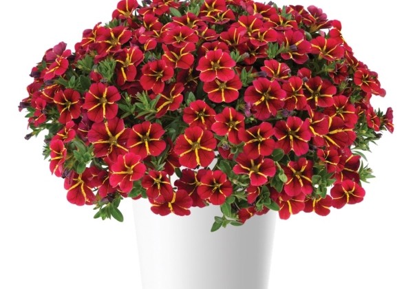 Calibrachoa hybrida Colibri Exotic Red Bling