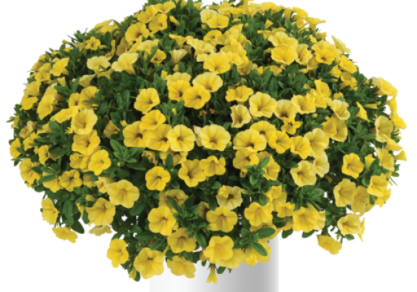 Calibrachoa hybrida Colibri Yellow Canary (12cm)