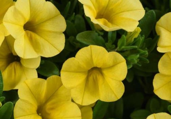 Calibrachoa hybrida Colibri Yellow Canary (12cm)