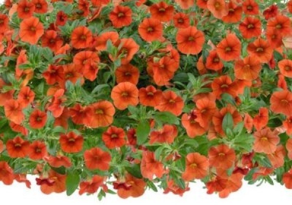 Calibrachoa hybrida Colibri Tangerine (12 cm)