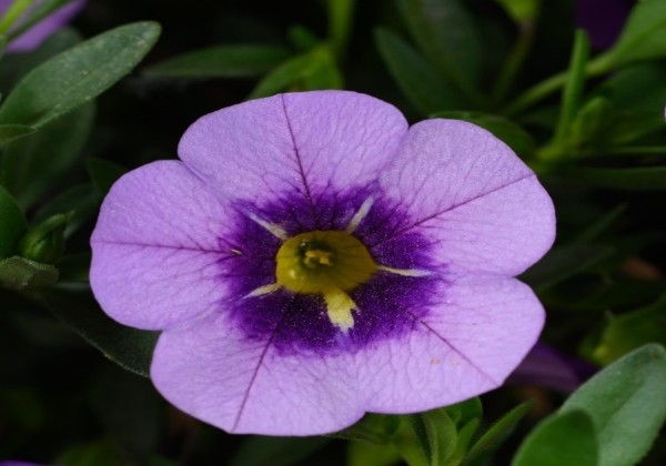 Calibrachoa hybrida Colibri Spark Purple
