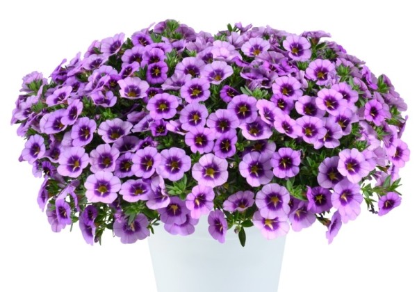 Calibrachoa hybrida Colibri Spark Purple