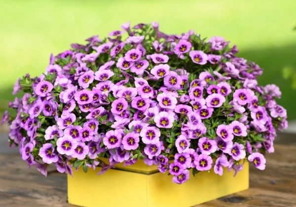 Calibrachoa hybrida Colibri Spark Purple