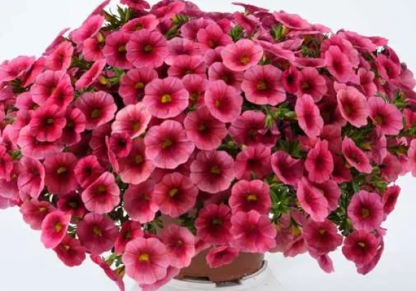 Calibrachoa hybrida Colibri Malibu Pink
