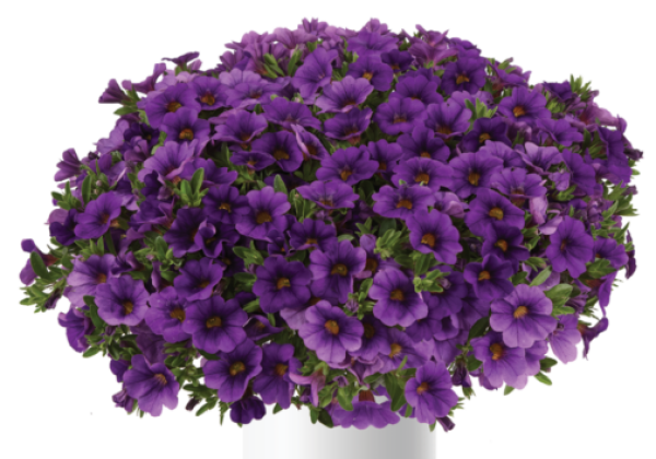 Calibrachoa hybrida Lia Blue (12 cm)