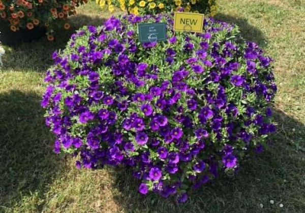 Calibrachoa hybrida Lia Blue (12 cm)