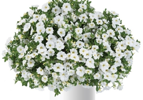 Calibrachoa hybrida Lia Glaze (12 cm)