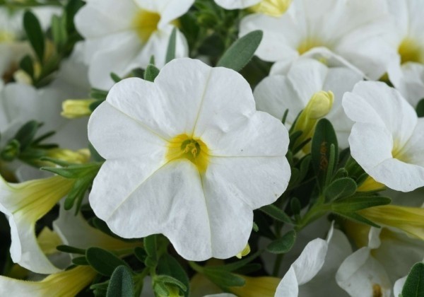 Calibrachoa hybrida Lia Glaze (12 cm)
