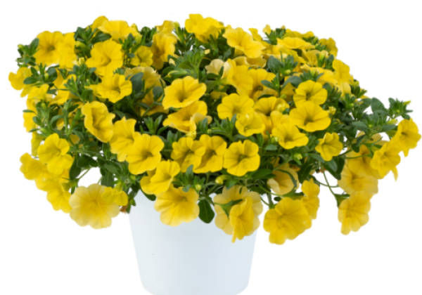 Calibrachoa hybrida Lia Yellow (12 cm)