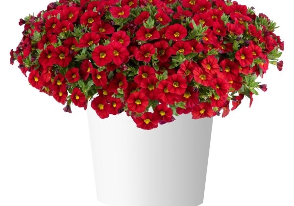 Calibrachoa hybrida Lia Chili Pepper