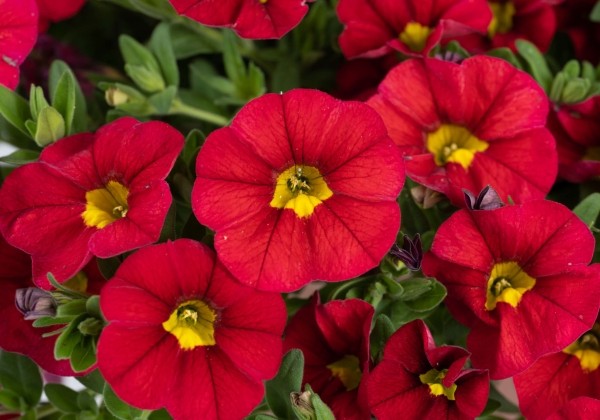 Calibrachoa hybrida Lia Chili Pepper
