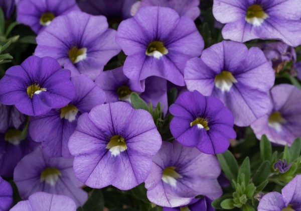Calibrachoa hybrida Lia Sky Blue