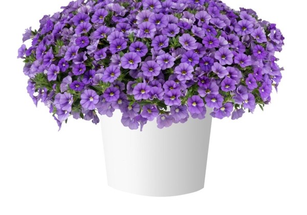 Calibrachoa hybrida Lia Sky Blue