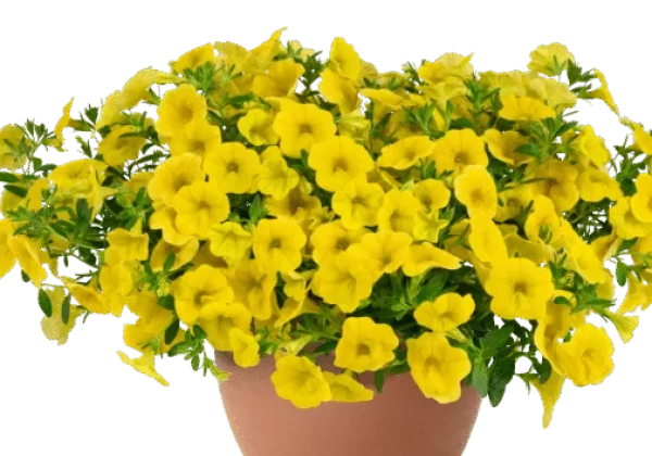 Calibrachoa hybrida Lia Mega Yellow