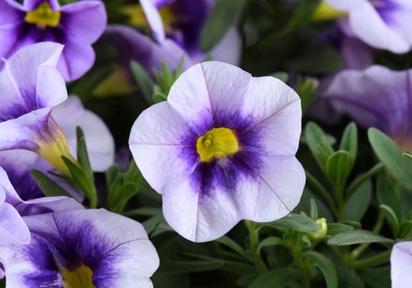 Calibrachoa hybrida Eyeconic Purple