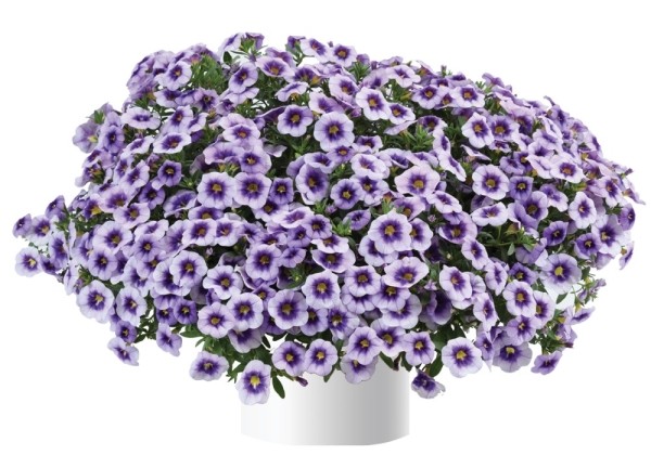 Calibrachoa hybrida Eyeconic Purple