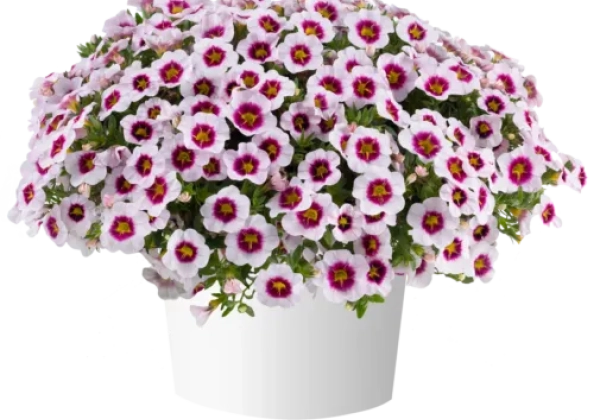 Calibrachoa hybrida Eyeconic Cherry Blossom Impr.