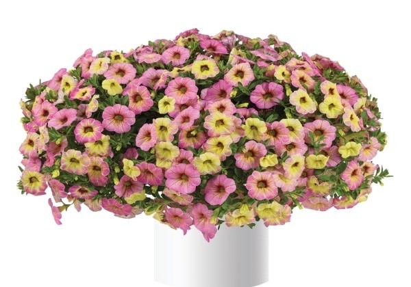 Calibrachoa hybrida Ombre Pink (12 cm)