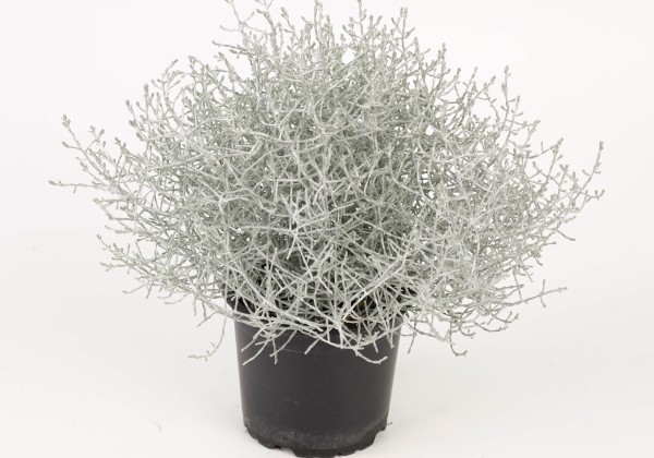 Calocephalus brownii Compakt Silver Dollar