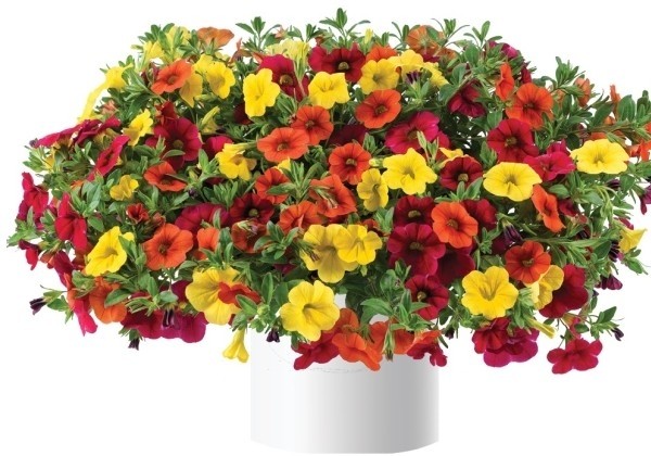 Calibrachoa hybrida Trio, Hot Fire (12 cm)