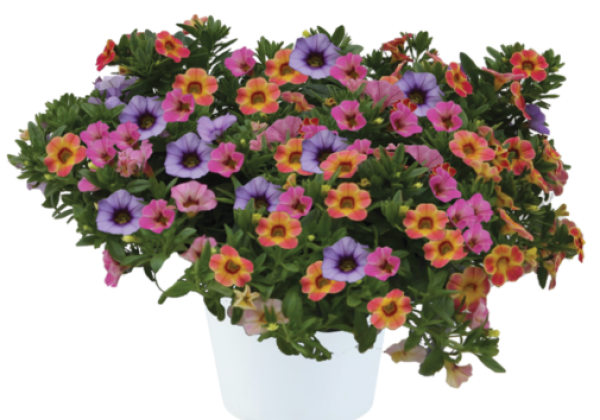 Calibrachoa hybrida Trio, Ombre Sundown