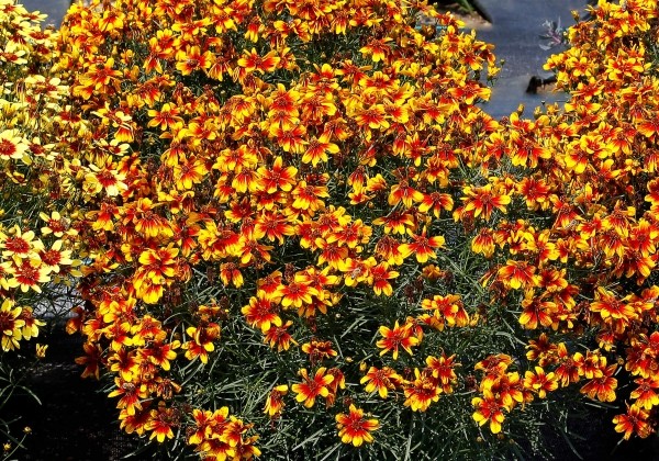 Coreopsis hybrida Sunstar Orange